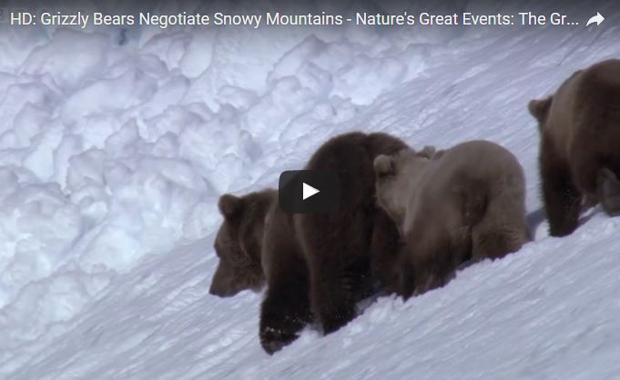 Orso bruno, Grizzly, Ursus arctos, famiglia Ursidae