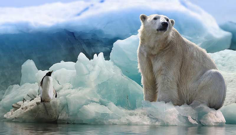 Orso polare, Ursus maritimus, famiglia Ursidae