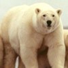 Orso polare, Ursus maritimus
