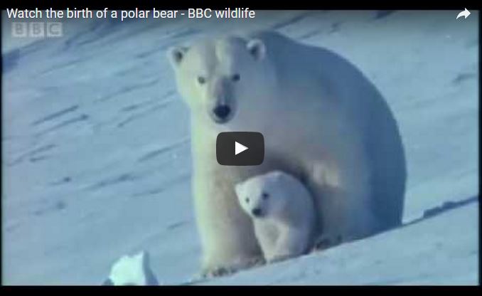 Orso polare, Ursus maritimus, famiglia Ursidae