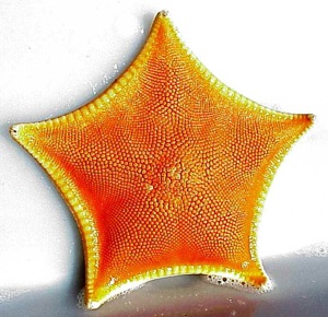 Stelle marine, Ceramaster patagonicus, classe Asteroidea  Phylum Echinodermata
