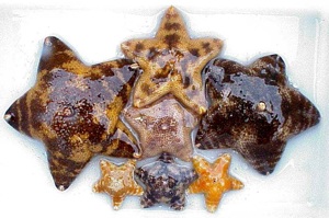 Stelle marine, Pteraster tesselatu, classe Asteroidea  Phylum Echinodermata