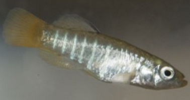 Aphanius fasciatus
