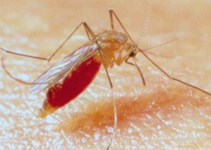 Zanzara comune, specie Culex molestus