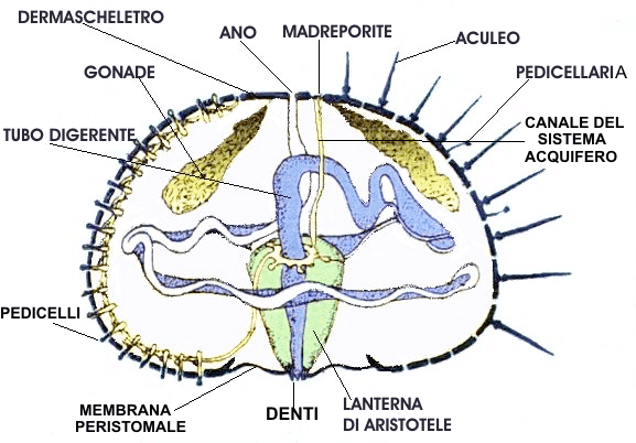 Sezione riccio di mare, classe Echinoidea