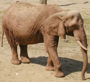 Elefante africano, Loxodonta africana, famiglia Elephantidae