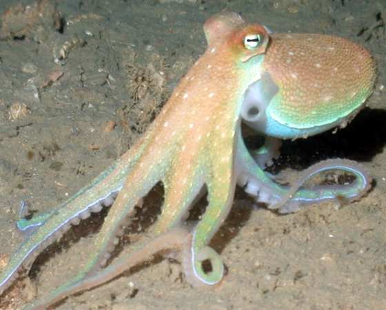 Octopus vulgaris, polpo, famiglia  Octopodidae