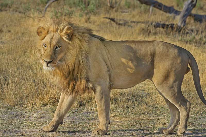 Leone (Panthera leo) vita e abitudini