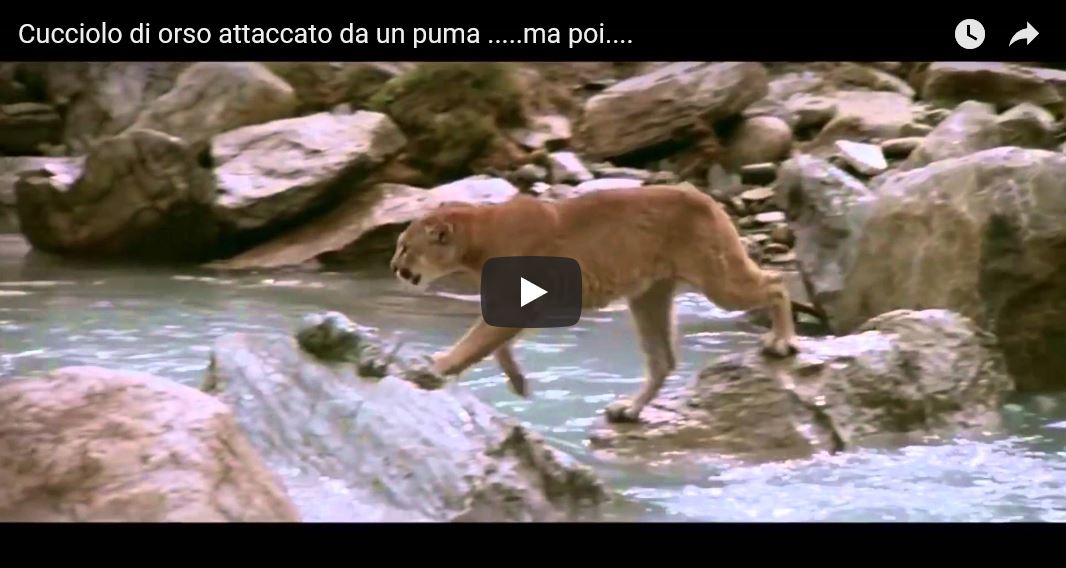 Puma, Puma concolor, famiglia Felidae