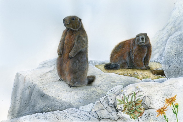 Disegno di Marina Durante: marmotte