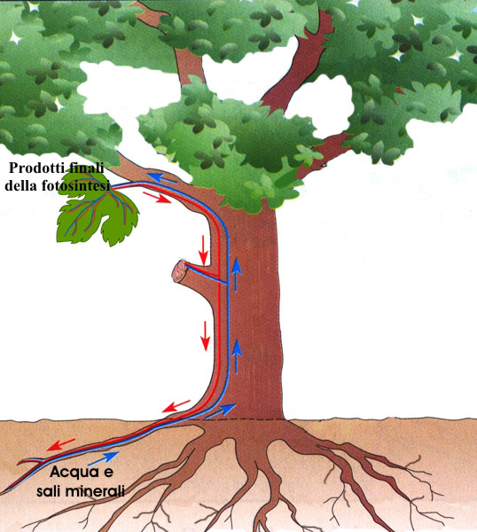 Flusso dell'acqua e dei sali minerali e dei prodotti finali della fotosintesi dalle radici alle foglie e viceversa