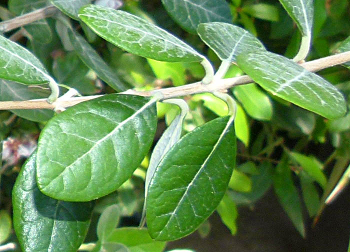 Foglia in sezione, anatomia di una foglia