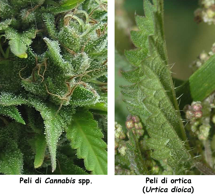 Dettaglio peli di cannabis e di ortica
