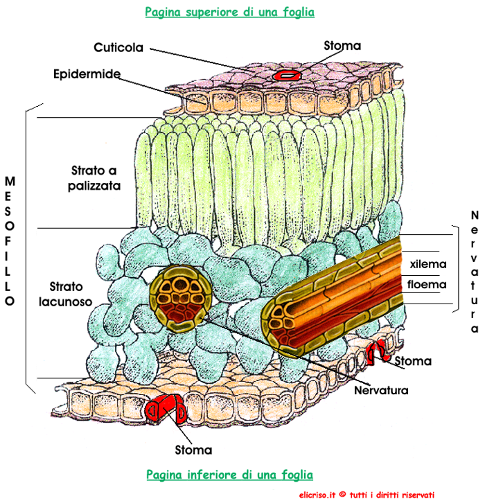 Sezione di una foglia