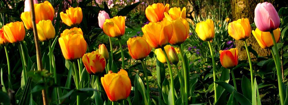 Le piante, come vivono e come sono fatte