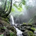 Perché le piante sono importanti per l'ambiente e per l'uomo