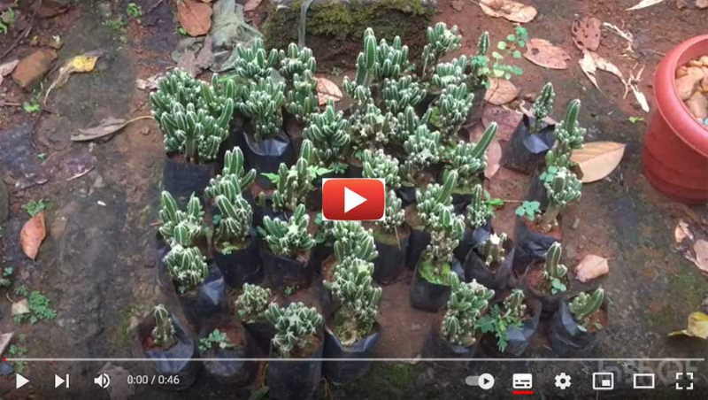 Acanthocereus tetragonus