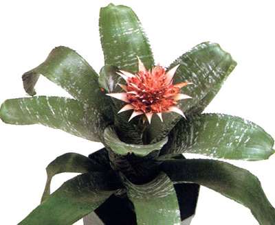 Aechmea fasciata Aechmea fasciata