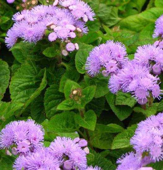Ageratum coltivazione