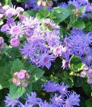Ageratum houstonianum
