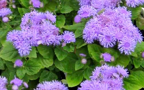 Fiore in primo piano