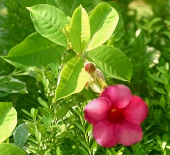 Allamanda blanchetii