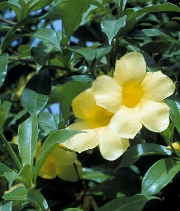 Allamanda cathartica