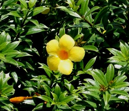 Fiore di Allamanda