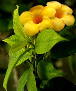 Particolare fiore di Allamanda