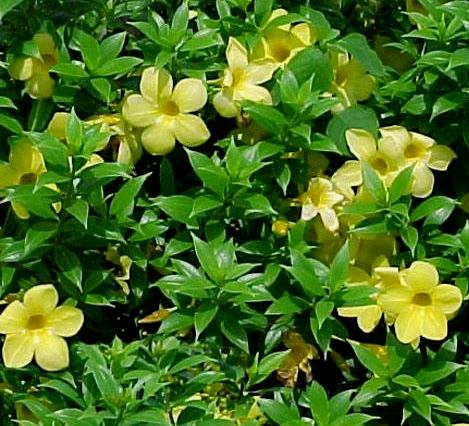 Allamanda, coltivazione