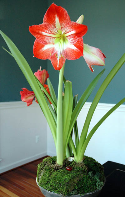 Amaryllis, coltivazione