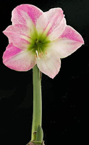 Amaryllis belladonna