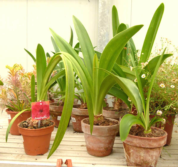Amaryllis, foglie
