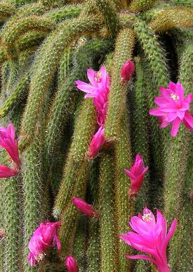 Coltivazione Aporocactus