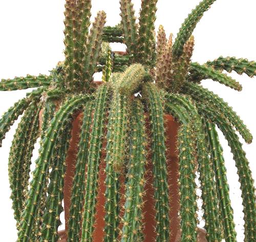 Aporocactus mallisonii