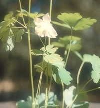 https://www.elicriso.it/it/come_coltivare/aquilegia/Aquilegia barbaricina