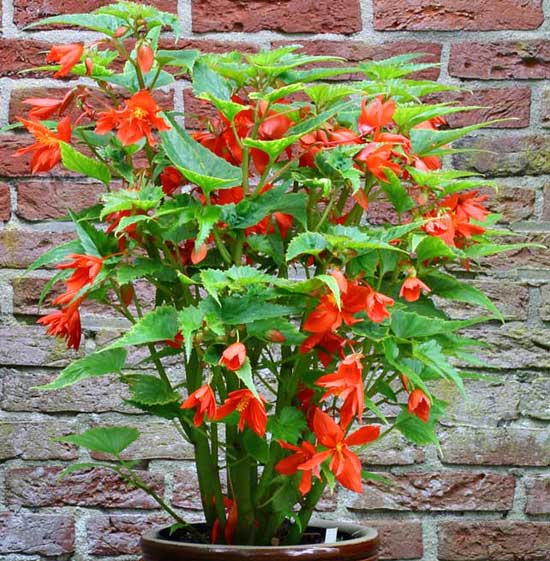 Begonia pendula Begonia pendula