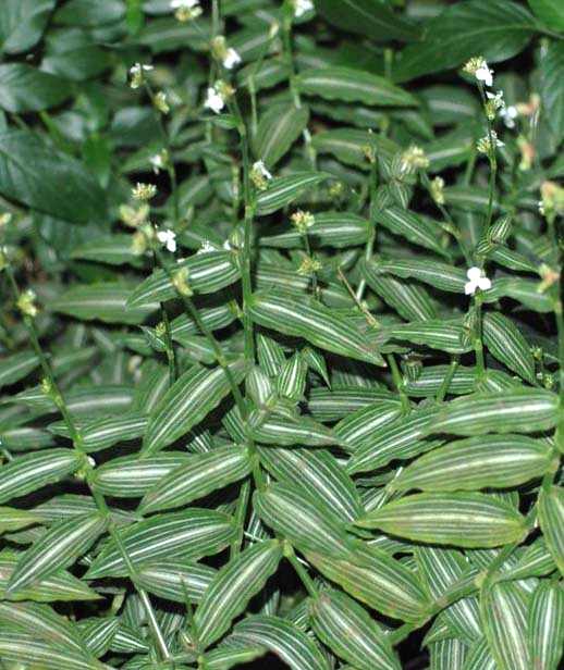 Callisia - Come curare e coltivare la vostra Callisia