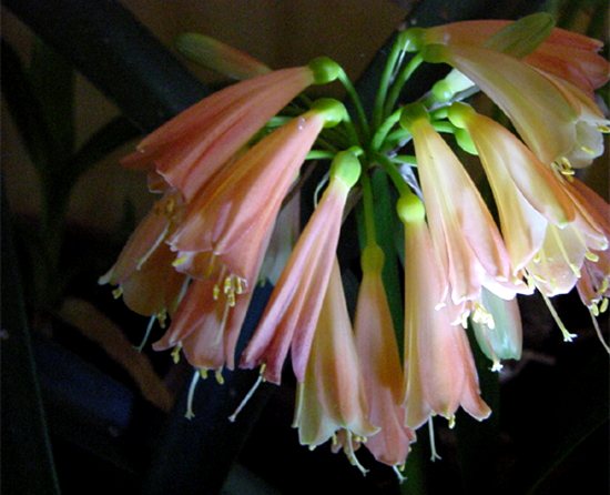 Clivia, coltivazione