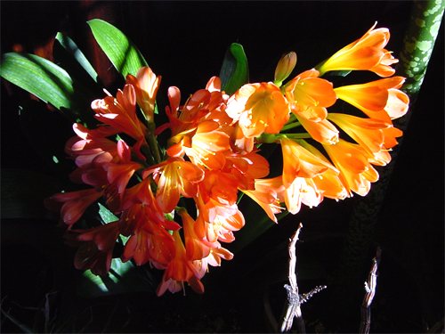 Clivia