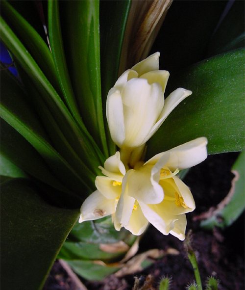 Clivia citrina