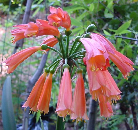 Clivia cyrtanthiflora