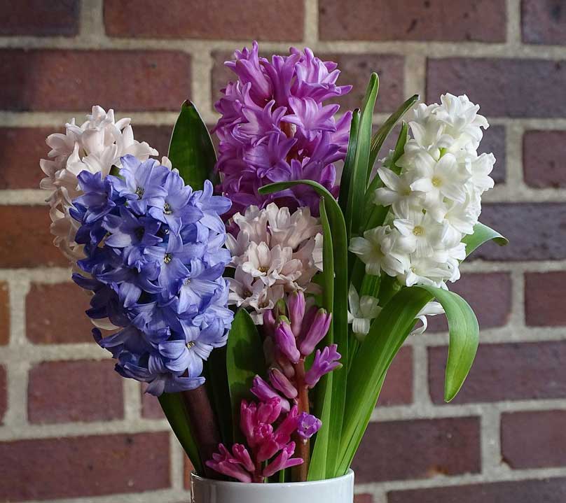 Bouquet di giacinti di tanti colori