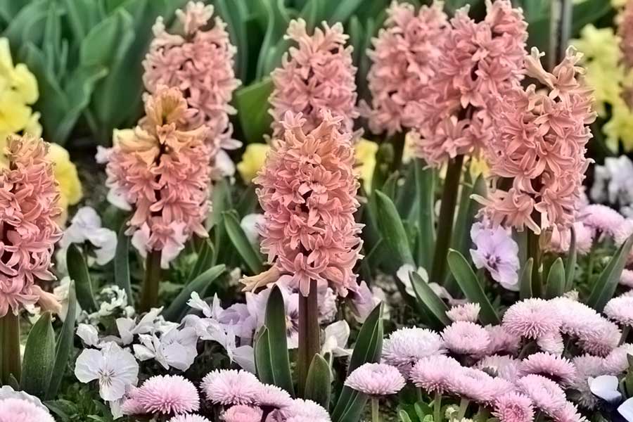 Giacinti di tanti colori