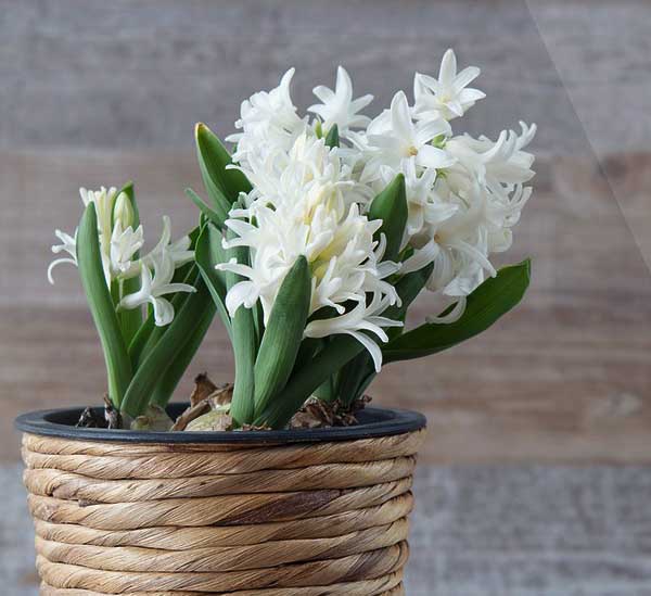 Giacinti di tanti colori