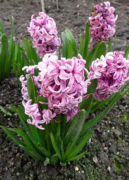 Hyacinthus orientalis