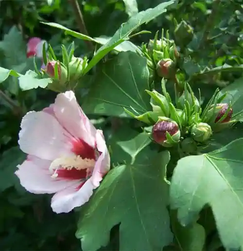 Hibiscus syriacus