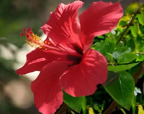 Ibisco (Hibiscus), coltivazione