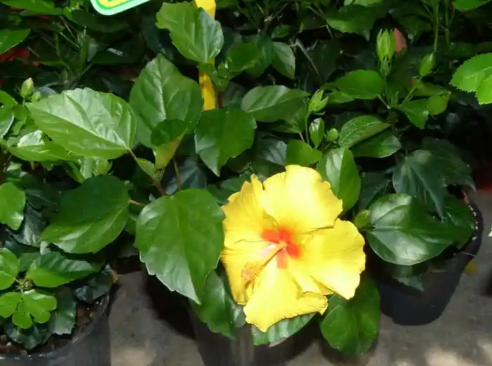 Hibiscus rosa sinensis