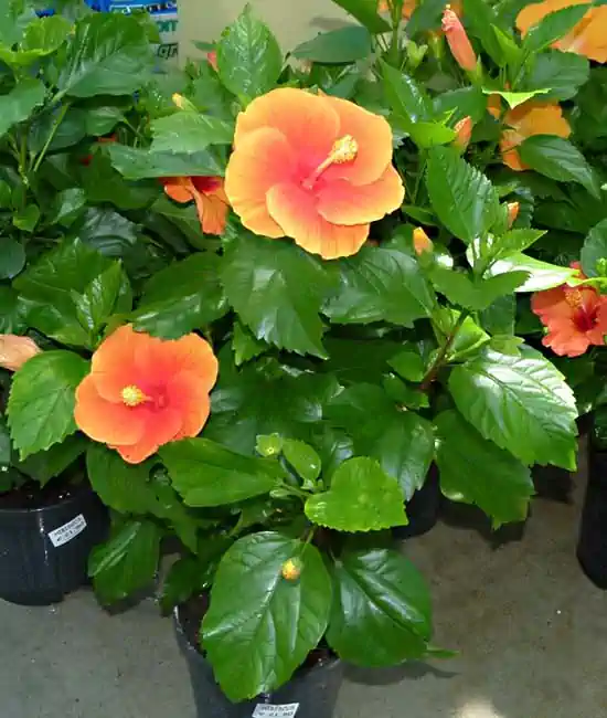 Hibiscus rosa sinensis